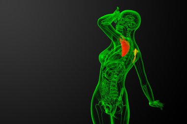 3D render Medikal illüstrasyon kürek kemiğin 