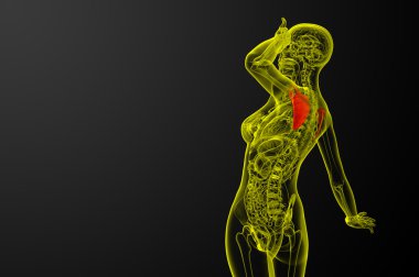 3D render Medikal illüstrasyon kürek kemiğin 