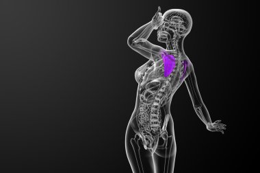 3D render Medikal illüstrasyon kürek kemiğin 