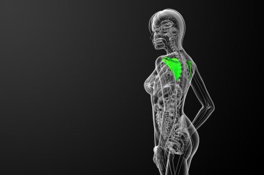 3D render Medikal illüstrasyon kürek kemiğin 