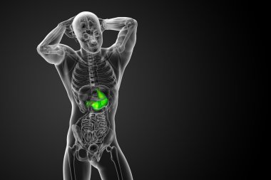 3D render Medikal illüstrasyon mide 