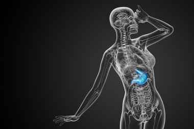 3D render Medikal illüstrasyon mide 