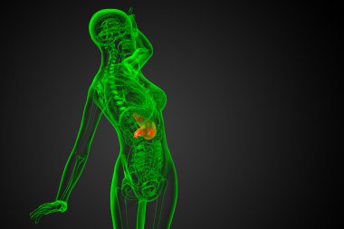 3D render Medikal illüstrasyon mide 