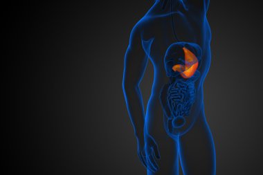 3D render Medikal illüstrasyon mide 