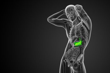 3D render Medikal illüstrasyon mide 