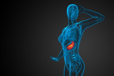 3D render Medikal illüstrasyon mide 