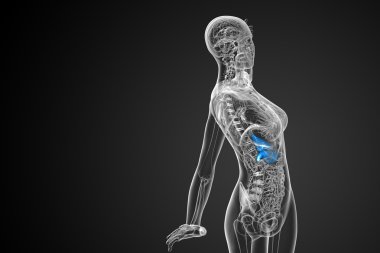 3D render Medikal illüstrasyon mide 