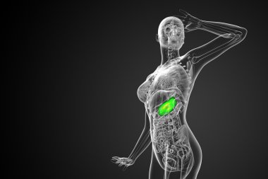 3D render Medikal illüstrasyon mide 