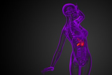 3D render Medikal illüstrasyon mide 