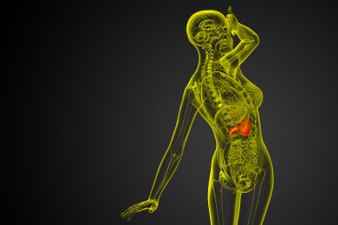 3D render Medikal illüstrasyon mide 