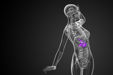 3D render Medikal illüstrasyon mide 