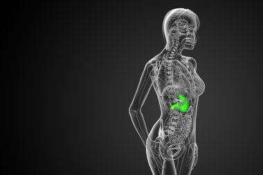 3D render Medikal illüstrasyon mide 