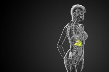 3D render Medikal illüstrasyon mide 