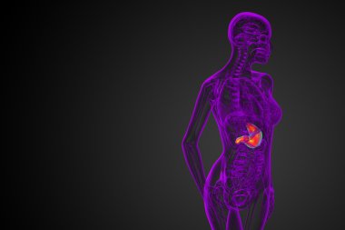 3D render Medikal illüstrasyon mide 