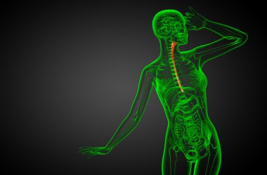 özofagus 3D render çizimi