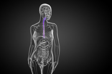 özofagus 3D render çizimi