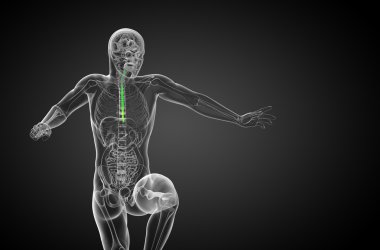 özofagus 3D render çizimi