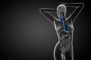 özofagus 3D render çizimi