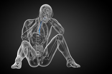 özofagus 3D render çizimi