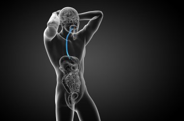 özofagus 3D render çizimi