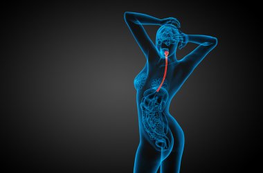 özofagus 3D render çizimi