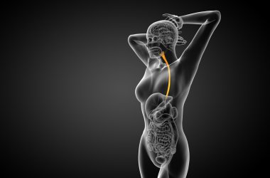 özofagus 3D render çizimi