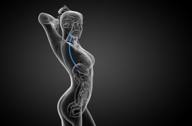 özofagus 3D render çizimi