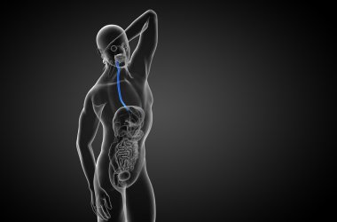 özofagus 3D render çizimi