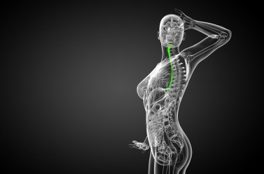 özofagus 3D render çizimi