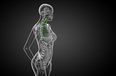 özofagus 3D render çizimi