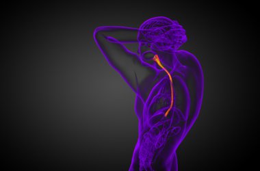 özofagus 3D render çizimi