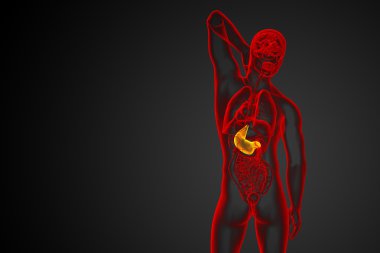 3D render Medikal illüstrasyon mide 