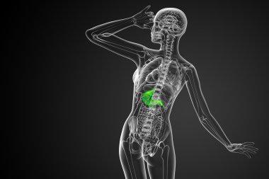 3D render Medikal illüstrasyon mide 