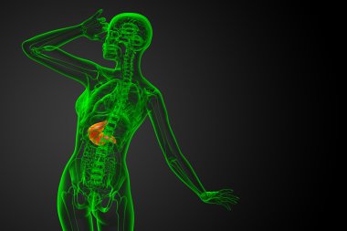 3D render Medikal illüstrasyon mide 