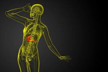 3D render Medikal illüstrasyon mide 