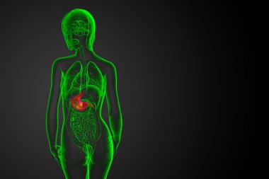 3D render Medikal illüstrasyon mide 