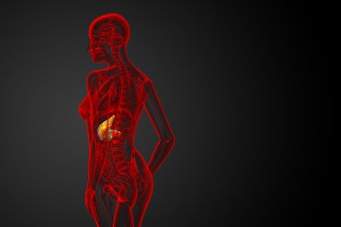 3D render Medikal illüstrasyon mide 