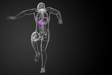 3D render Medikal illüstrasyon mide 