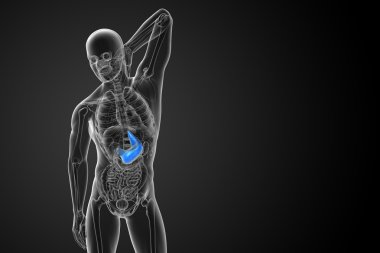 3D render Medikal illüstrasyon mide 