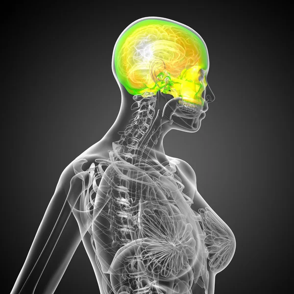 3d render medical illustration of the upper skull — Stock Photo, Image