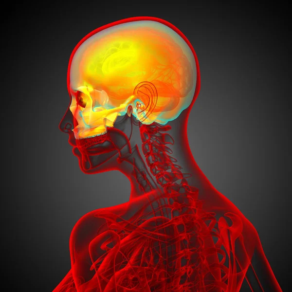 3D-Darstellung der medizinischen Darstellung des oberen Schädels — Stockfoto