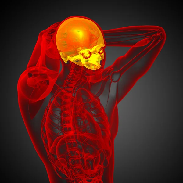 3d render medical illustration of the upper skull — Stock Photo, Image