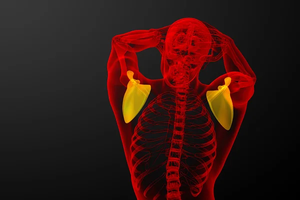 Illustration médicale 3d de l'omoplate — Photo