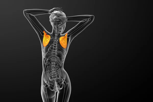 3D render medische illustratie van het schouderblad bot — Stockfoto