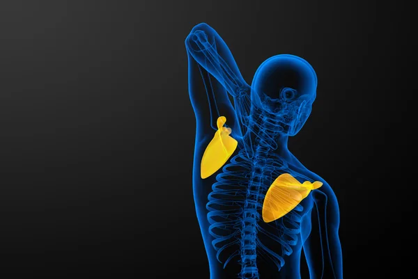 3D-Darstellung medizinischer Darstellung des Schulterblatt-Knochens — Stockfoto