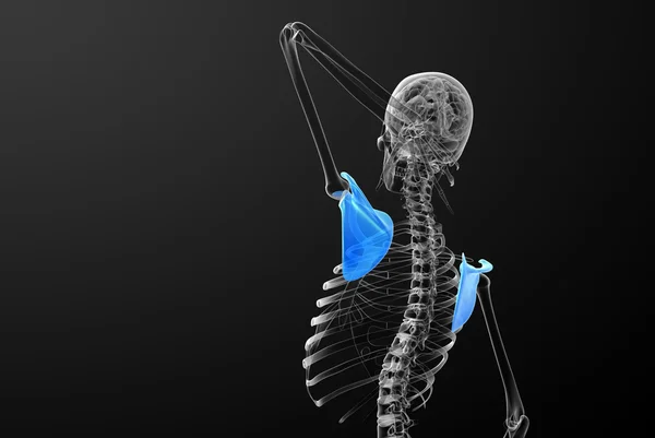 3d renderizar ilustração médica do osso escápula — Fotografia de Stock
