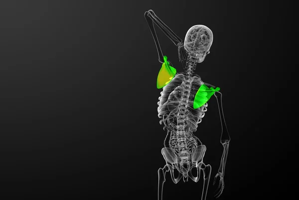 3D render ilustracja kości łopatki — Zdjęcie stockowe