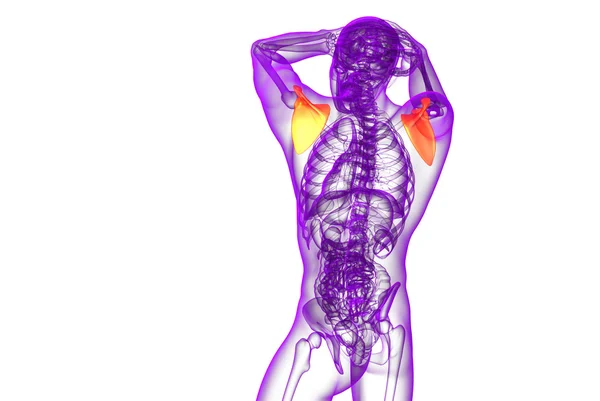 3d renderizar ilustração médica do osso escápula — Fotografia de Stock