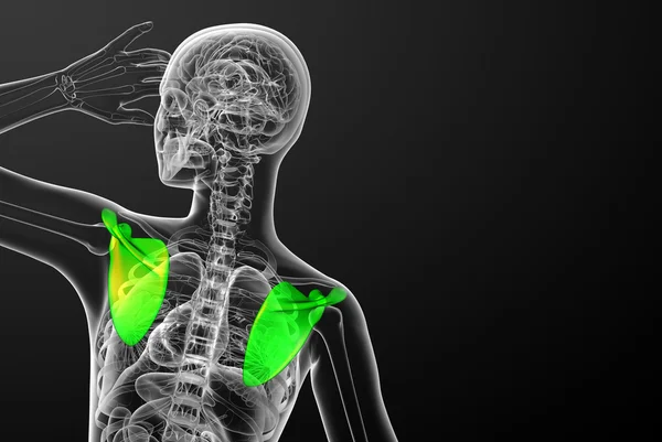 3d render medical illustration of the scapula bone — Stock Photo, Image