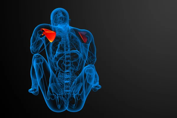 3d 渲染医学插图的肩胛骨骨 — 图库照片